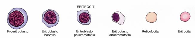 eritrocitopoiesi