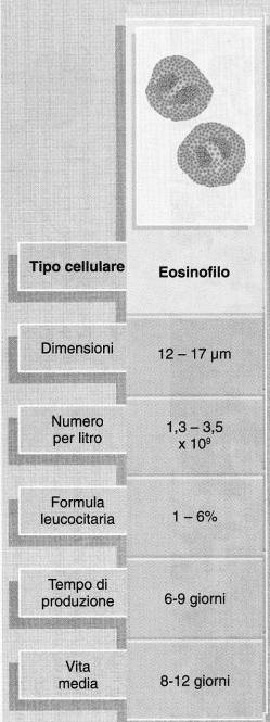 Granulociti eosinofili Nucleo Due lobi (a forma di