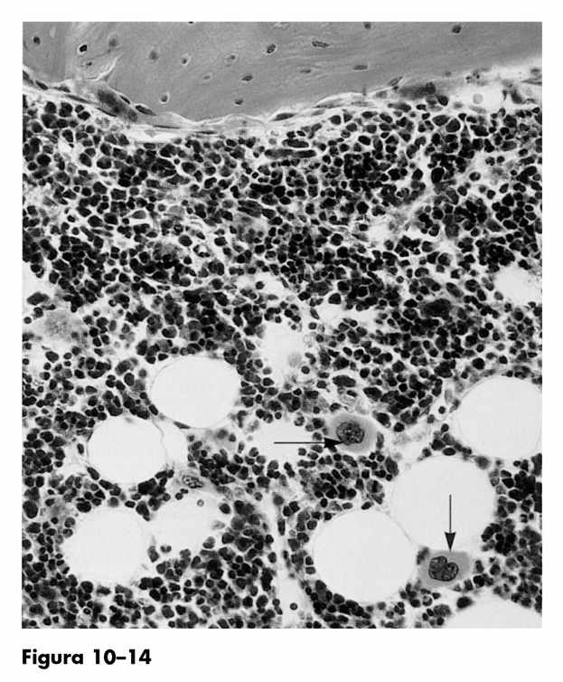 Midollo osseo adulto Oltre alle cellule endoteliali e a quelle emopoietiche, il midollo osseo contiene cellule reticolari, che formano uno stroma di