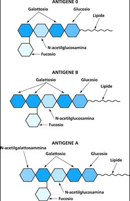 I gruppi sanguigni Gruppo - Antigene A antigene A B antigene