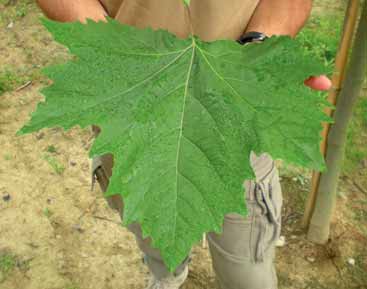 ARBORICOLTURA Le foglie dell ibrido Vallis Clausa sono caratterizzate da una leggera macrofillia dovuta all elevato vigore vegetativo.