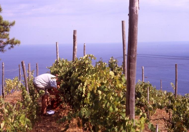 Negli anni 2008 e 2009 è stato monitorato il comportamento agronomico e produttivo delle 7 varietà ponendole a confronto con l Albarola ed il Vermentino Le uve vendemmia 2008