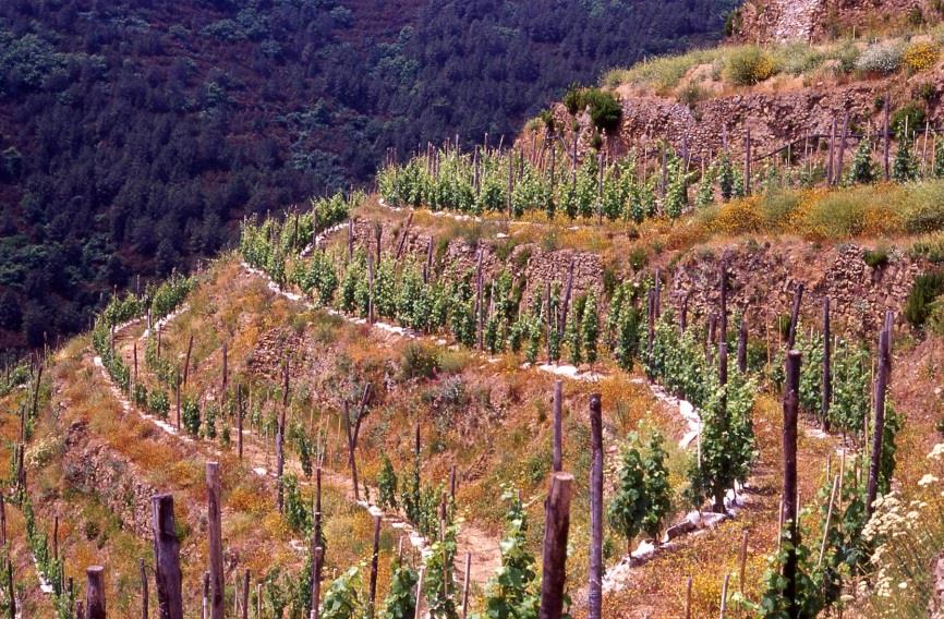 Ringraziamenti Parco Nazionale delle 5 Terre Fondazione Giovanni Dalmasso Regione Liguria Assessorato Agricoltura