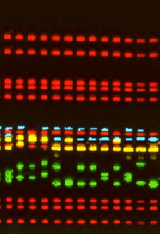 CASI DI SINONIMIA ACCERTATI TRA VITIGNI DEL LEVANTE LIGURE E DI ALTRA PROVENIENZA (Schneider et al.