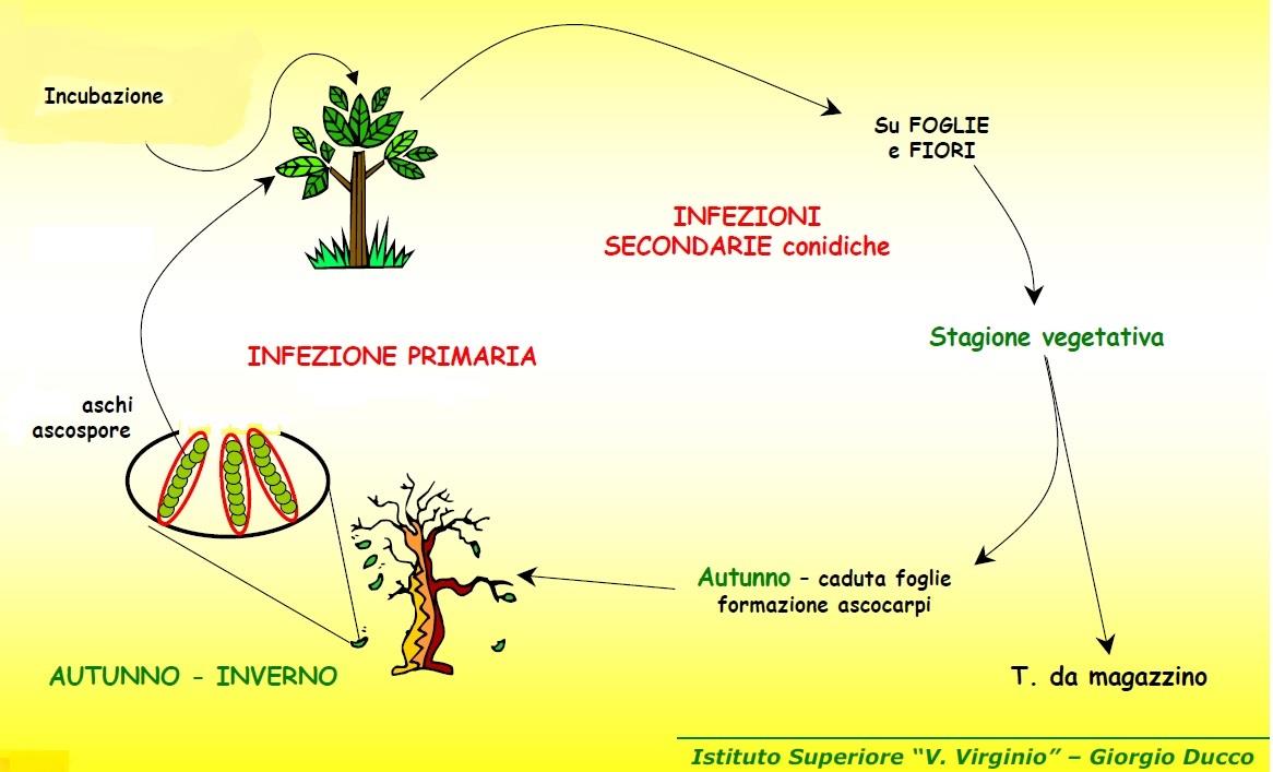 Malattie fungine Ticchiolatura MODELLO DI RILASCIO ASCOSPORE (A-SCAB) Il modello indica le date di inizio e di fine emissione delle ascospore, da cui si possono definire le epoche dei trattamenti di