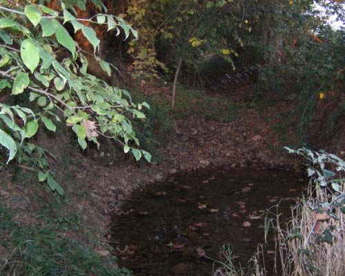 Il fontanile denominato Fontana Pascoli (CG21) è collocato nel tessuto agricolo a Nord di C.na Isolana, a poca distanza dall alveo del Fiume Serio.