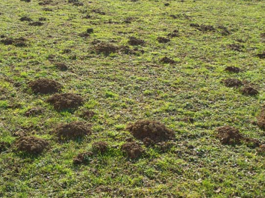 fauna sia come rifugio e fonte alimentare, sia per gli spostamenti da un area all altra.