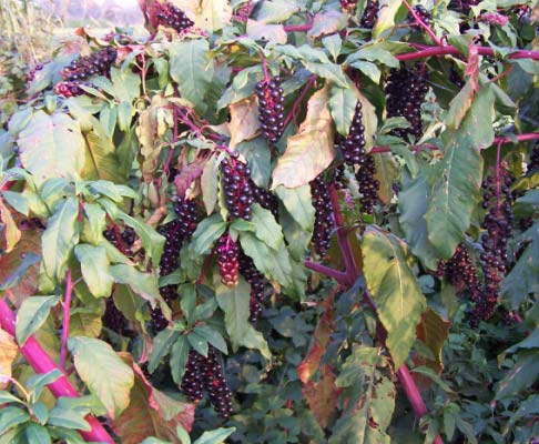 sinistro è ricoperto da una struttura arboreo-arbustiva lineare assai sfilacciata, compressa sullo scavo dal contiguo parcheggio.