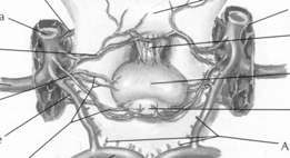 chiasma Cisterna sovrasellare a.ci a.