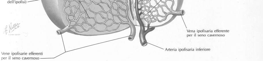 Sistema portale Arterie ipofisarie superiori Rete capillare primaria i nella eminenza mediana Vene portali