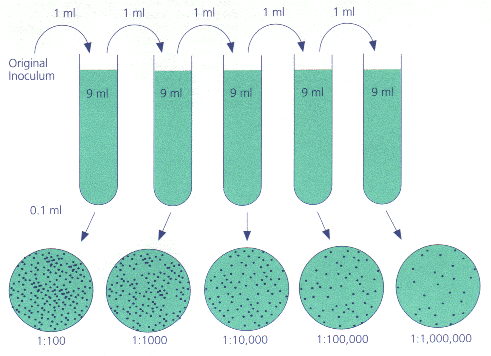 Conta biologica in piastra Conta biologica in piastra Materiale Provette conteneti 9 ml di soluzione fisiologica Terreno colturale: agar malto Piastre sterili Procedura