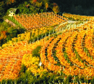 DiVin ottobre 2010 Nei fine settimana dal 15 al 17 e dal 22 al 24 ottobre l evento Di Vin Ottobre sarà l occasione per scoprire la Strada del vino e dei sapori Colline Avisiane, Faedo, Valle di