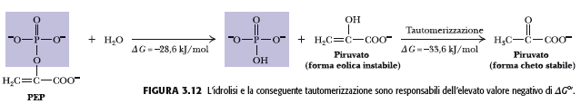 Idrolisi del