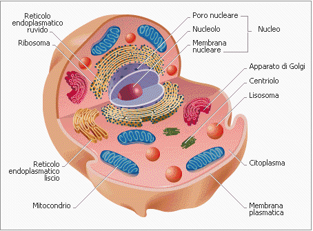 LA CELLULA unità morfo-funzionale elementare di tutti gli organismi capaci di vita autonoma: unicellulari, pluricellulari in colonie, pluricellulari organizzati in tessuti o pseudotessuti, animali,