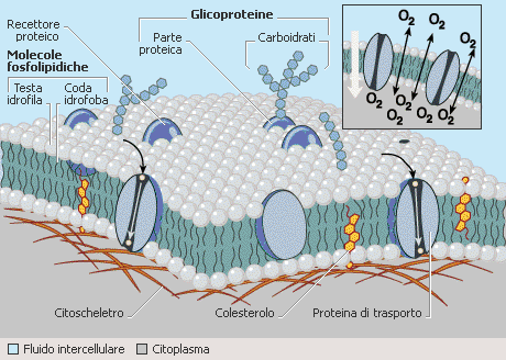 MEMBRANA PLASMATICA Costituita da un doppio strato di fosfolipidi (spessore 4-5 nm) Permeabilità selettiva Mantenimento omeostasi Struttura: Mosaico fluido, in cui