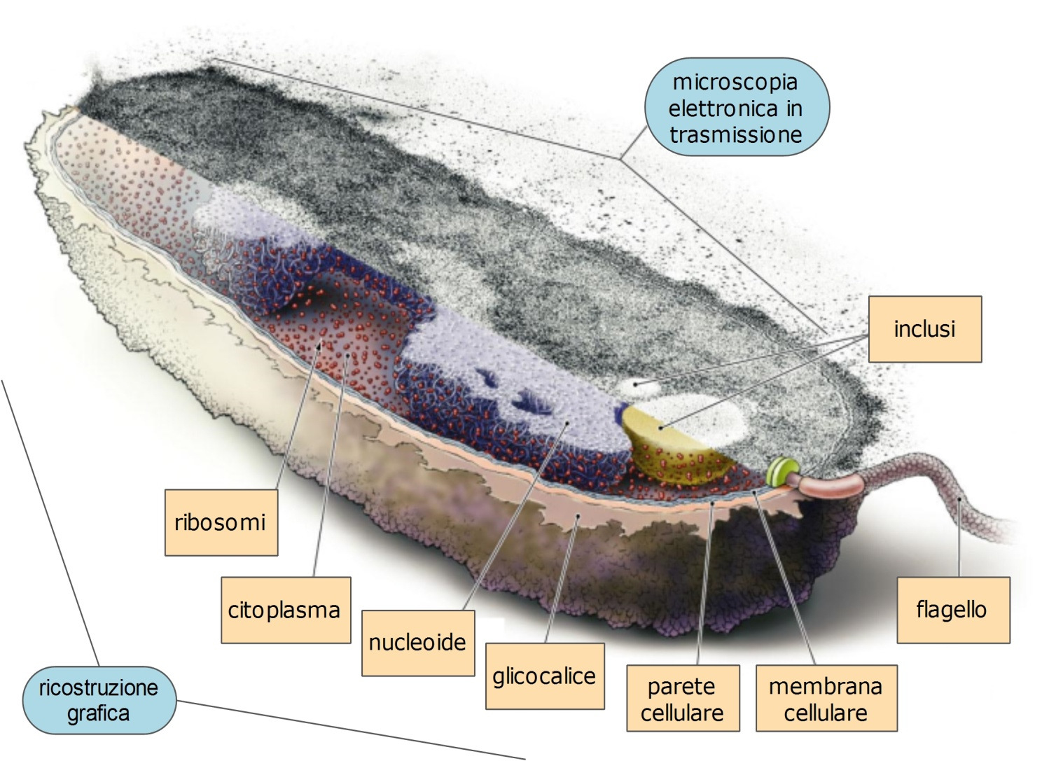 Cellula PROCARIOTA Assenza di membrana nucleare DNA-RNA nel citoplasma DNA circolare + plasmide Divisione per