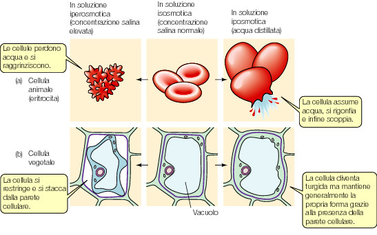 VACUOLO Vescicola molto grande, delimitato da un unica membrana (tonoplasto).