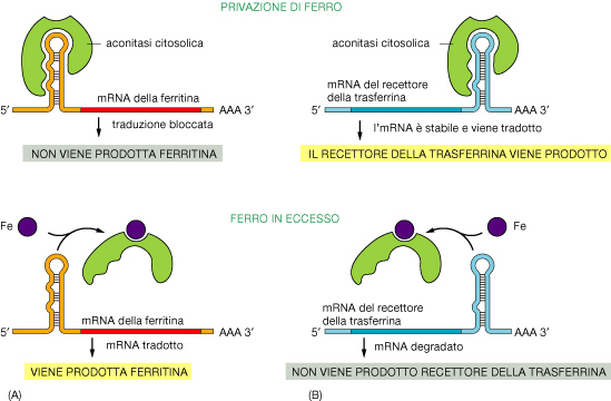 Come possono rispondere in modo opposto le due proteine (ferritina, trasferrina) quando sono regolati entrambi dalla stessa proteina regolatrice (aconitasi)?