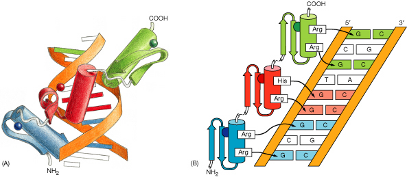 sequenza amminoacidica α-elica (12-25) Foglietto β antiparallelo (1-10) proteina con 3 dita di zinco, le α-eliche legano il DNA in