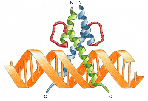 Fascio di 4 α eliche che legano il DNA come omo- o eterodimero Elica-ansa-elica (helix-loop-helix) Eterodimerizzazione: esempio di controllo