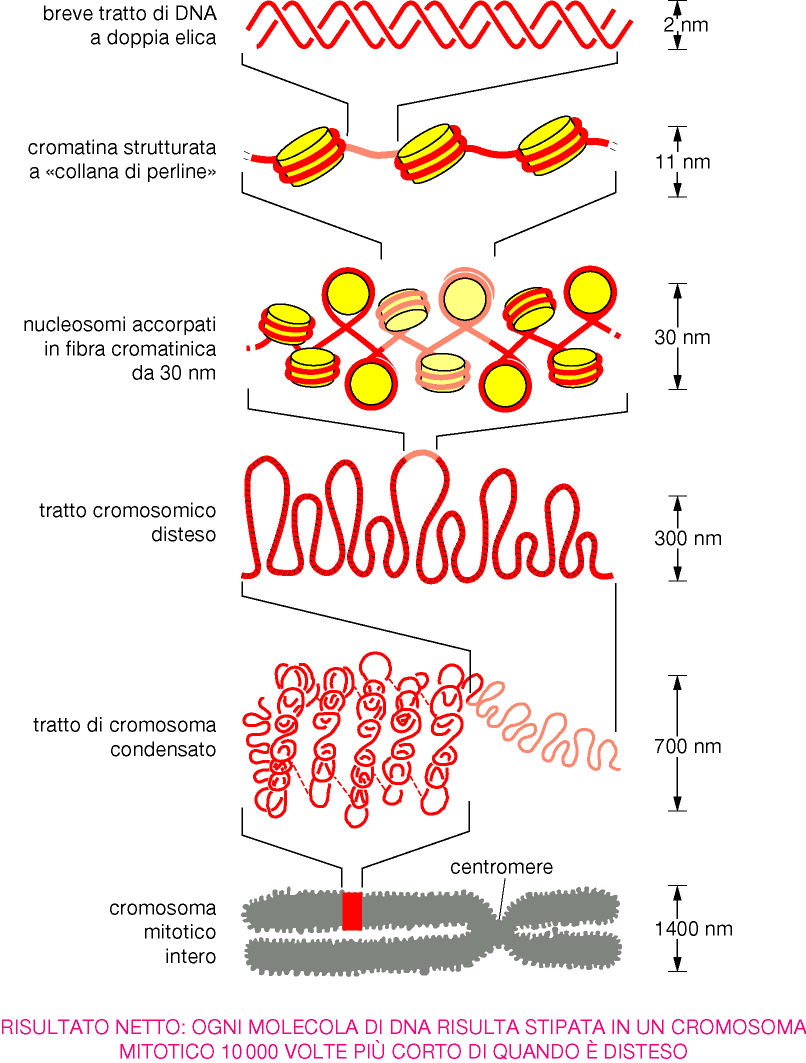 Eucromatina Modello dello scaffold proteico Le anse delle fibre di 300 nm sono ancorate alla matrice