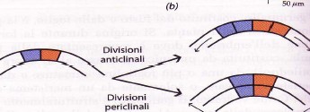 Organizzazione apice del germoglio: tunica - corpus Tunica: 2 strati periferici di cellule (L1 e L2) a divisione perpendicolare rispetto al superficie del