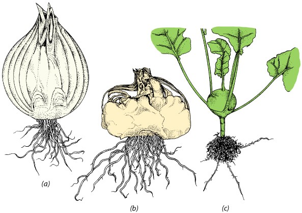 A Bulbo di cipolla (Allium cepa)- è costituito da un corto fusto e da foglie simili a squame.