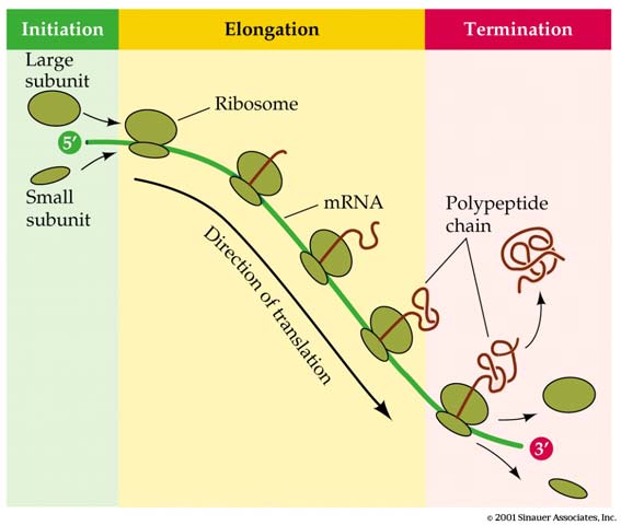 http://biology.