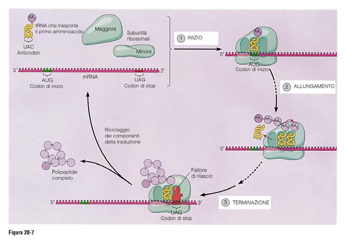 Iniziazione Fasi della sintesi proteica Le subunità del ribosoma si assemblano con il mrna La traduzione inizia nel codone di start AUG allungamento Gli amminoacidi sono trasferiti, uno alla volta,