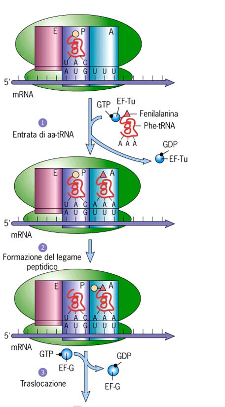 1 4 2 5 3 Passaggi nell allungamento della catena polipeptidica durante la traduzione nei procarioti