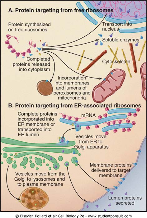 I segnali sono corte sequenze di amminoacidi codificate dal gene che specifica la proteina.