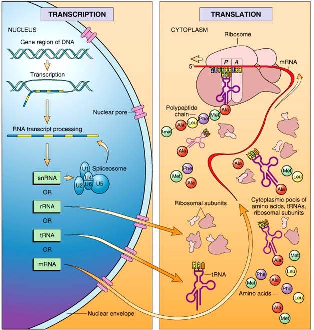 Il processo nel ribosoma costruisce la catena polipeptidica che diventerà una