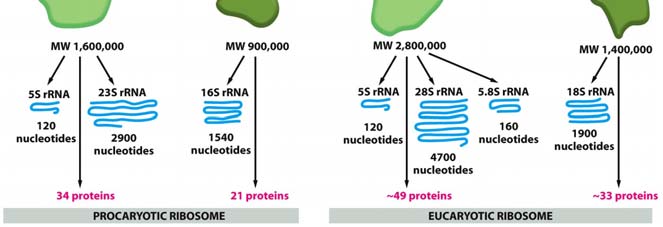 Struttura tridimensionale di un rrna Nonostante le sequenze primarie di nucleotidi dei vari rrna varino in modo considerevole, le stesse sequenze per ogni tipo di rrna possono in teoria formare «stem