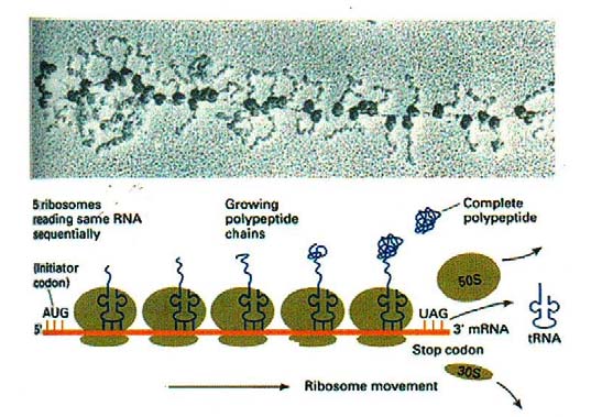 Durante la traduzione, un ribosoma si muove lungo una catena di mrna, interagendo