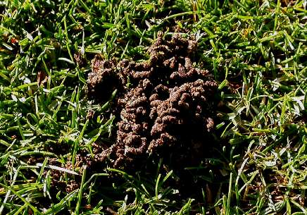 I lombrichi sono organismi geobionti, si nutrono di materiali organici attraversando ed ingerendo il suolo.