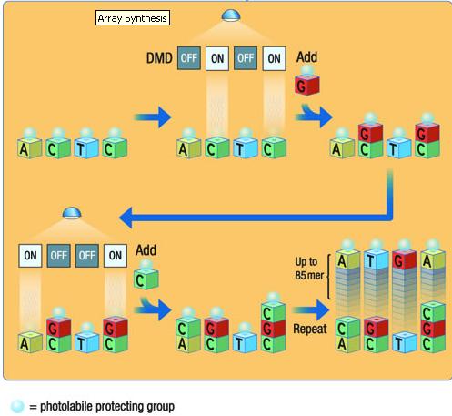 Array di oligonucleotidi ad