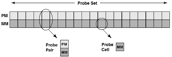 Array di oligonucleotidi ad alta densità Disegno degli array I geni sono rappresentati da 10-20 diversi 25-meri: probe set Per ogni oligo che presenta un match perfetto (PM) con il trascritto,