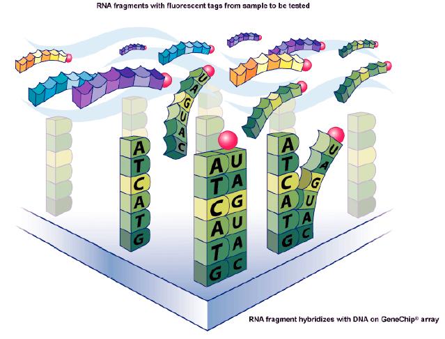 Array di oligonucleotidi ad alta densità Ibridizzazione A differenza degli array a DNA
