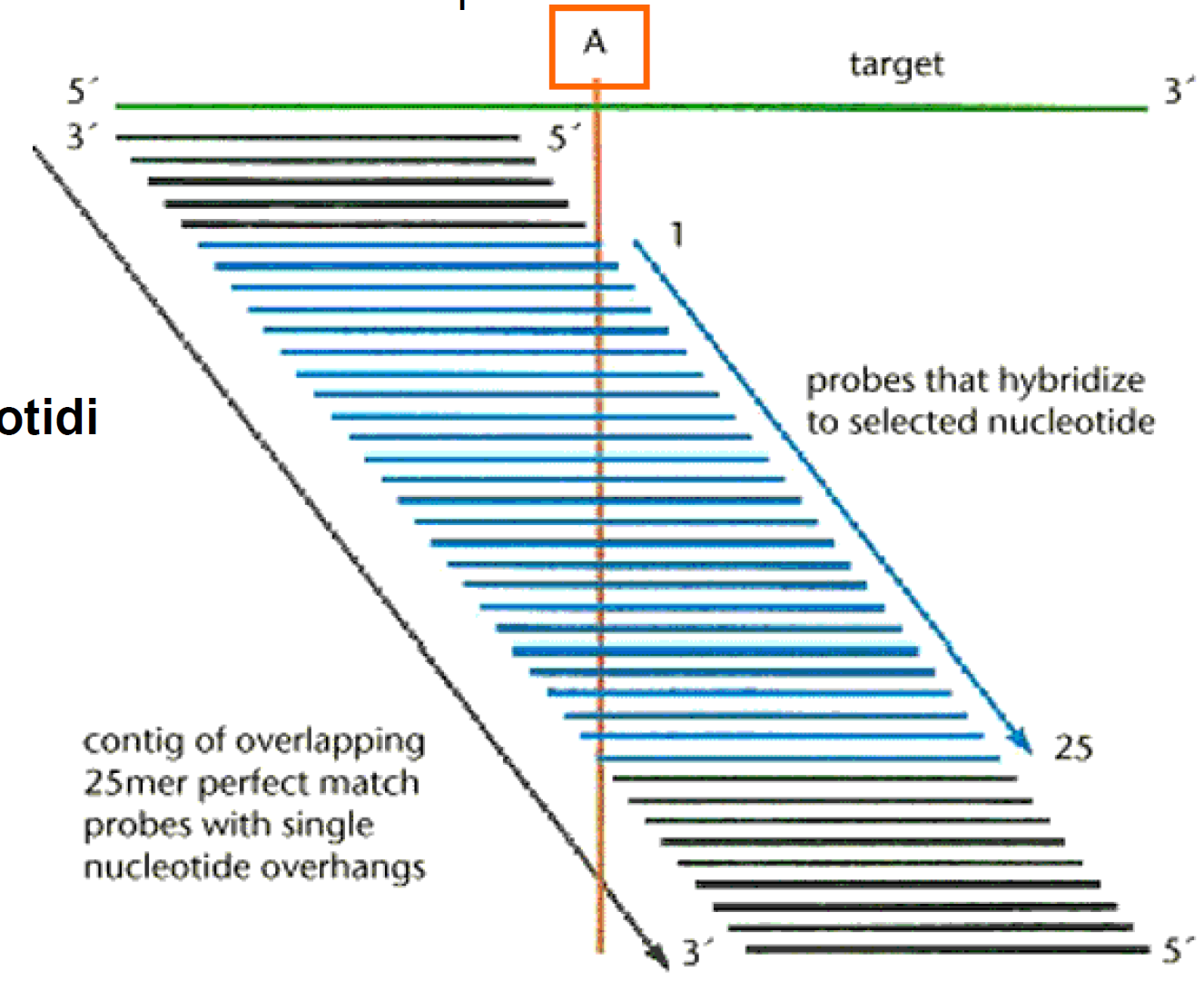 Analisi loss of hybridization signal Idealmente ciascuna posizione nucleotidica bersaglio contribuisce nell ibridazione per un set di N sonde che si sovrappongono per N basi