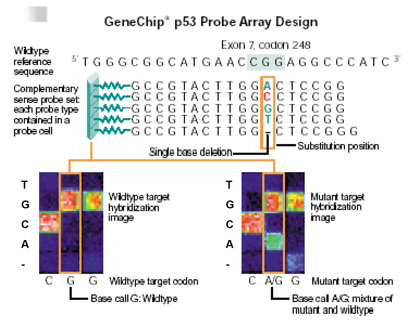 GeneChip specifico per SNPs di p53