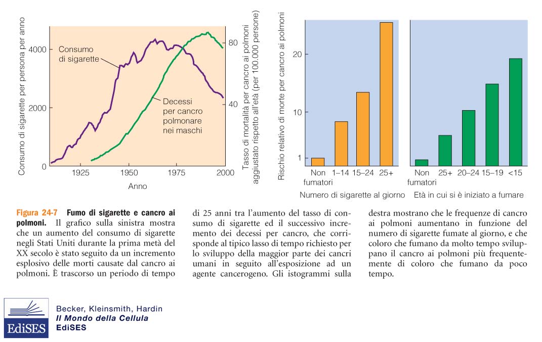 CAUSE DEL CANCRO L epidemiologia è una branca della medicina che