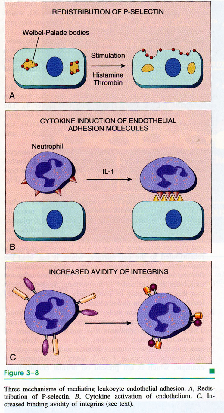 Come vengono regolate queste molecole di adesione durante attivazione leucocitaria? Ri-distribuzione: P-selectin presente in cell.