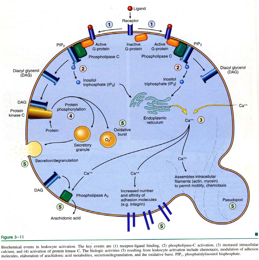 attivazione leucocitaria da fattori chemotattici Formazione legame ligando recettore: Attivazione fosfolipasi C rilascio di enzimi