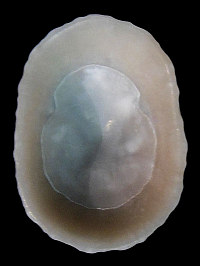 Hemitoma octoradiata Gmelin, 1791 mm 25-35