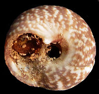 Puperita pupa (Linnaeus, 1758) mm 10-18 Tegula excavata Lamarck,
