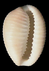 Luria cinerea (Gmelin, 1791) mm 20-40 Pusula