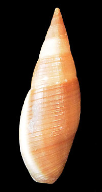 Nitidella ocellata Gmelin, 1791 mm 6-13 Mitra