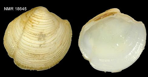 Petricola pholadiformis Lamarck, 1818 mm 60-80