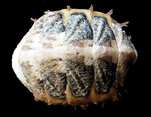 Acanthopleura granulata Hutton, 1904 mm 40-70 Chiton tuberculatus