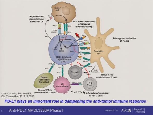 Ruolo dell' oncologo nei tumori infiltranti o localmente avanzati IMMUNOTHERAPY FOR BLADDER CANCER 2) Checkpoint Inhibitors/Immune Modulators Atezolizumab (MPDL3280A): A PD-L1 Antibody Muscle